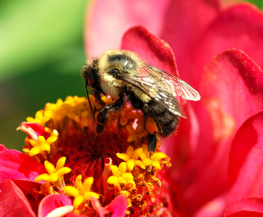Zinnia Photograph - The Zinnia and the bee by Optical Playground By MP Ray