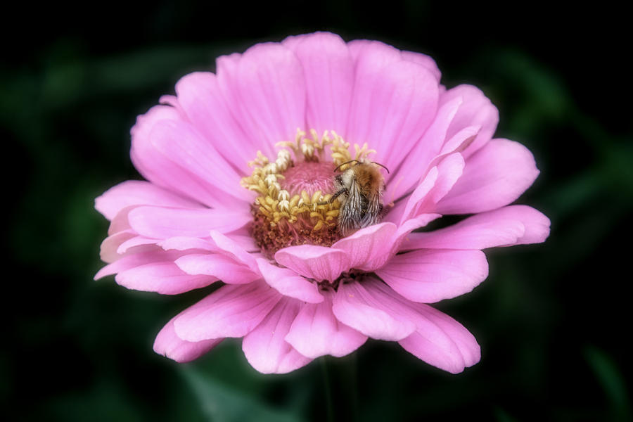 The Zinnia And The Honey Bee Photograph