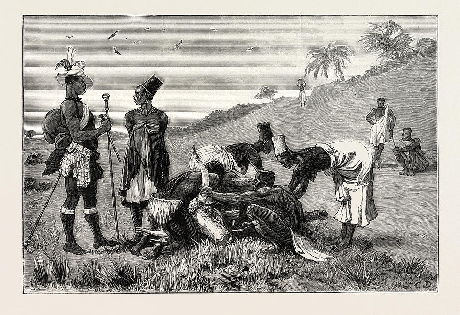 The Zulu War-natal Kaffirs Cutting Up A Dead Bullock Drawing by English ...