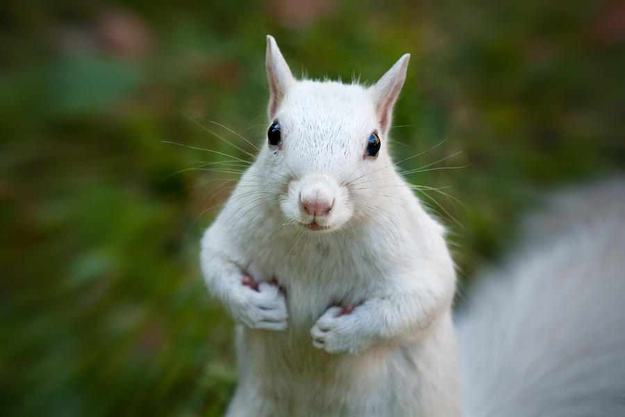 Thems Fighting Words White Squirrel Photograph by Sylvia J Zarco