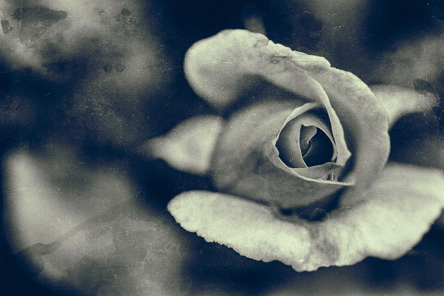 Rose Photograph - Then by Karol Livote