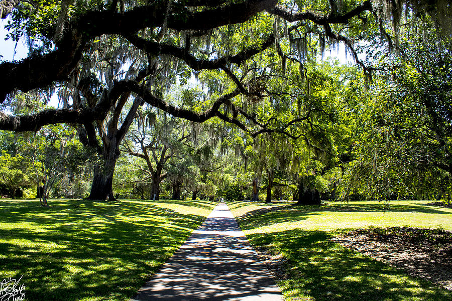 TheOakWalk Photograph by Carlos Montanez - Fine Art America