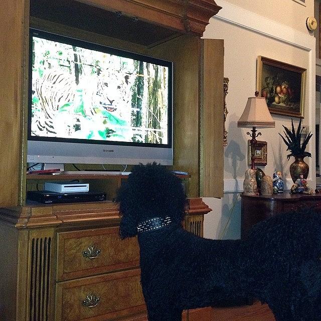 #thepoodlevincent Checking Out Bbc Photograph by Elizabeth Fitzgerald