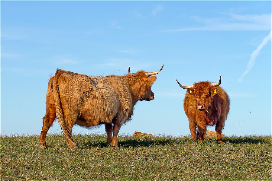 Nature Photograph - There Can Be Only One Highland Cow by EXparte SE