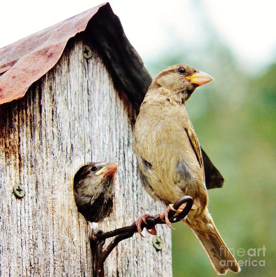 Sparrow Photograph - There is My Mom 2 by Judy Via-Wolff