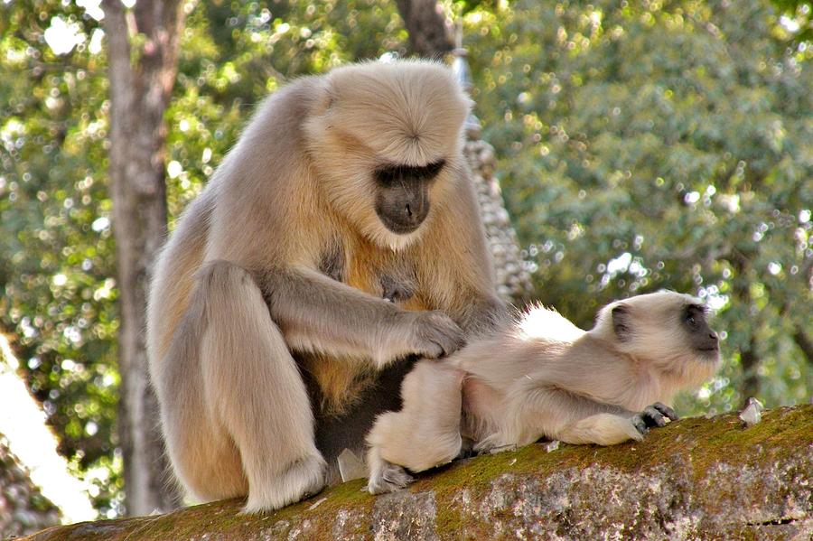 There is Nothing Like a  Backscratch - Monkeys Rishikesh India Photograph by Kim Bemis