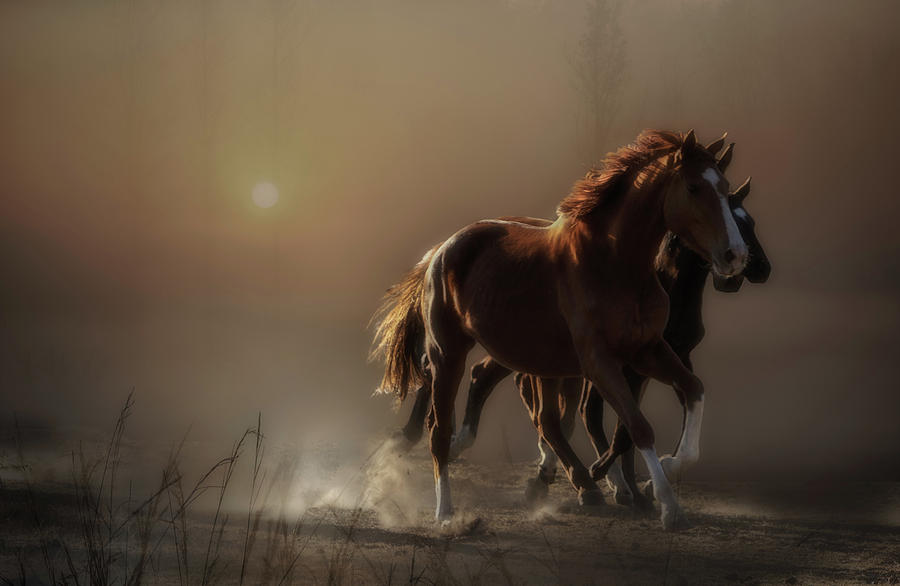 Horses Photograph - There Is Still Time To Change The Road Youre On... by Charlaine Gerber Horses Photograph - There Is Still Time To Change The Road Youre On... by Charlaine Gerber