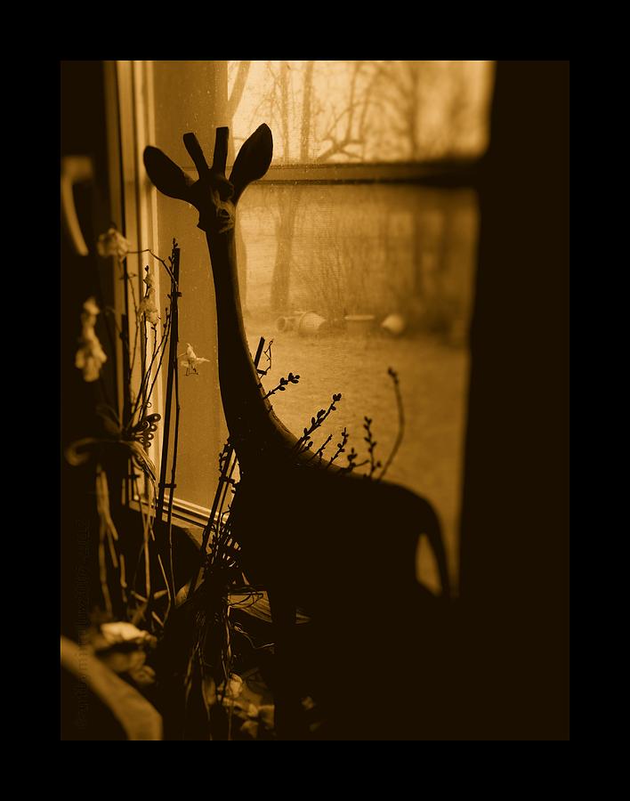 There S A Giraffe In My Window Photograph by Mimulux Patricia No