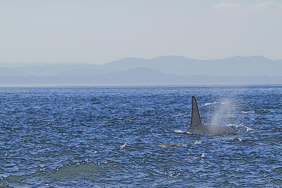 There She Blows Photograph by Tom Kelly