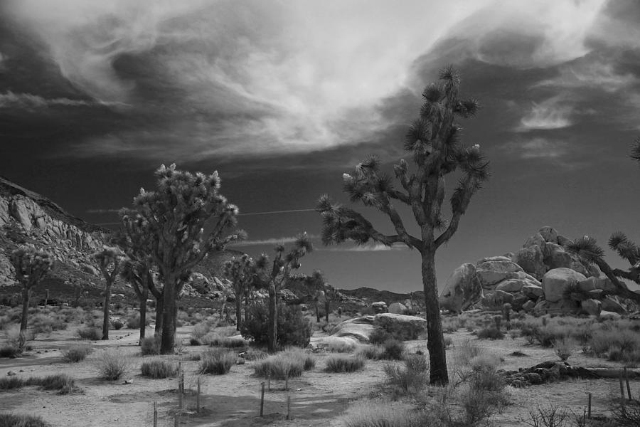 Joshua Tree National Park Photograph - There Will Be a Way by Laurie Search