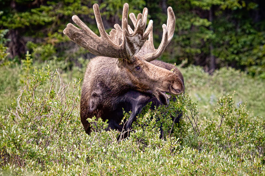 Theres A Moose Loose Photograph by James BO Insogna