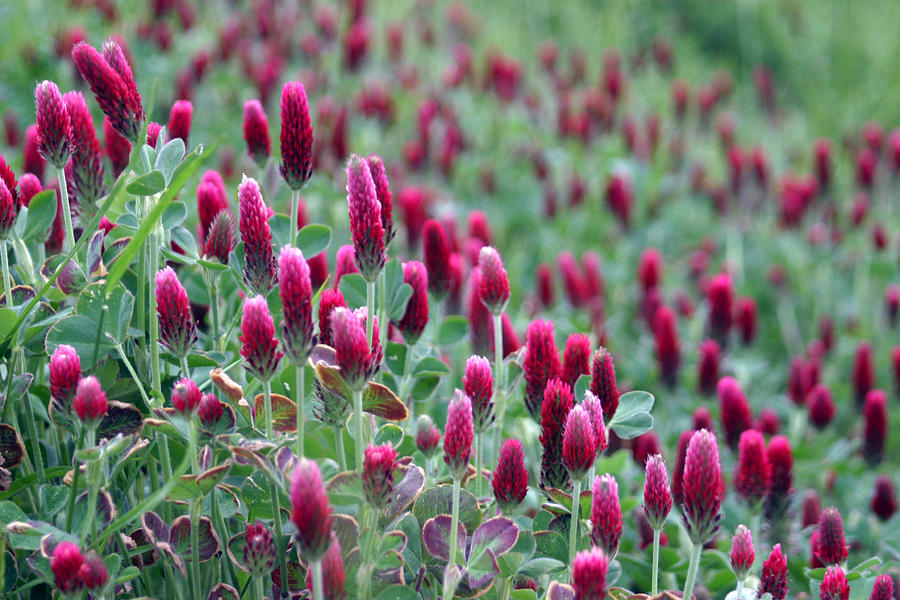 There's Clover All Over Photograph by Carolyn Fletcher - Fine Art America