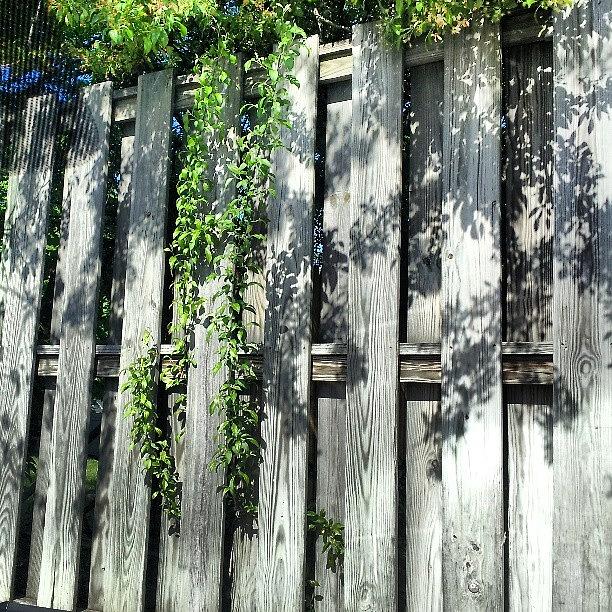 Theres Something About Fences Photograph by Kendra Lipscomb