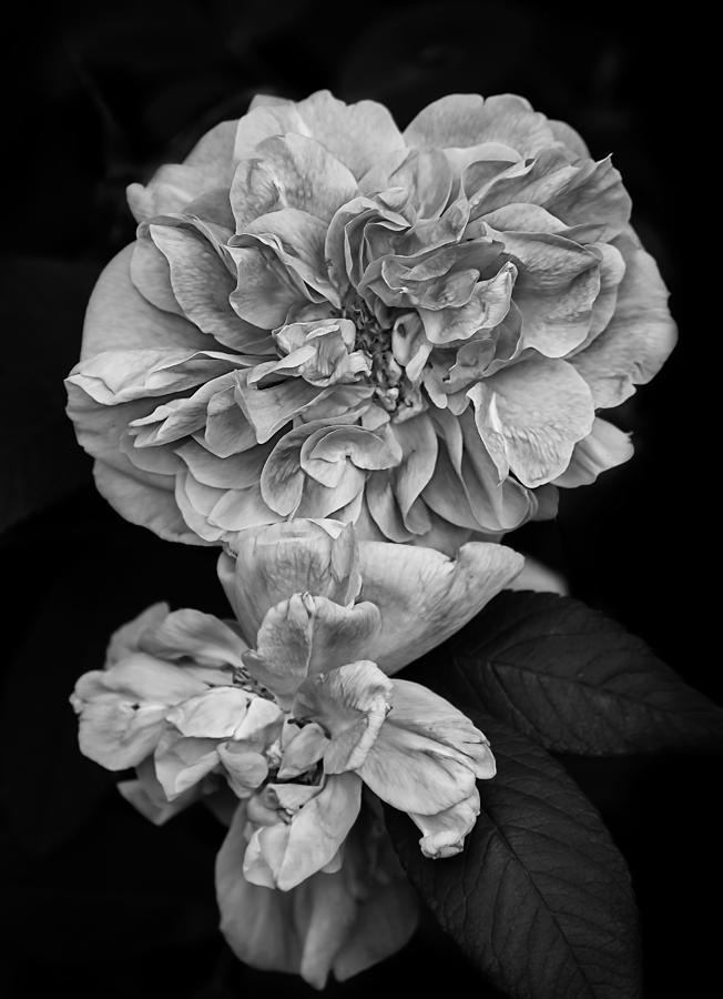 Still Life Photograph - Therese Bugnet Rose I  by Maggie Terlecki