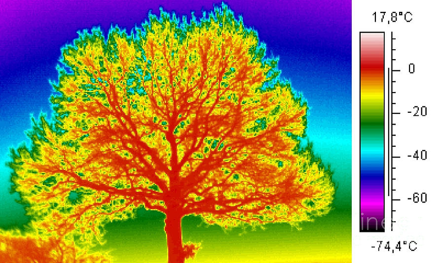 Thermogram of a Tree Photograph by Arno Vlooswijk