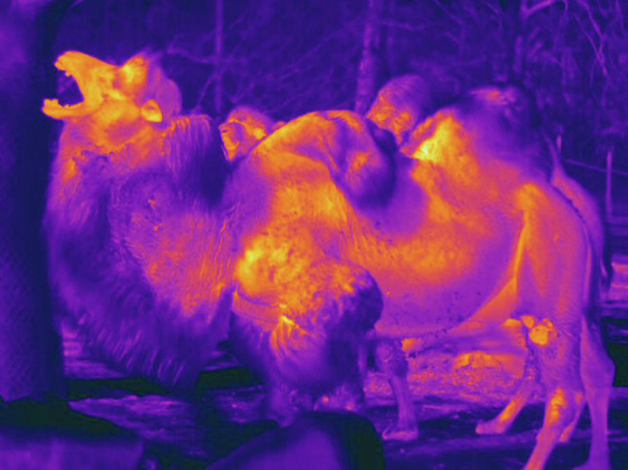 Camel Photograph - Thermogram Of The Bactrian Camel by Science Stock Photography/science Photo Library