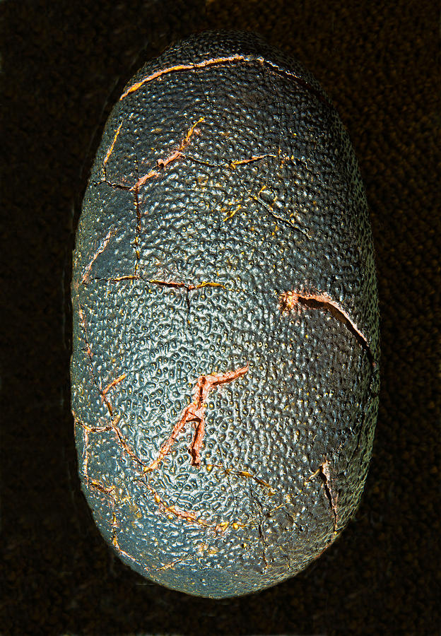Theropod Dinosaur Egg Photograph by Millard H. Sharp