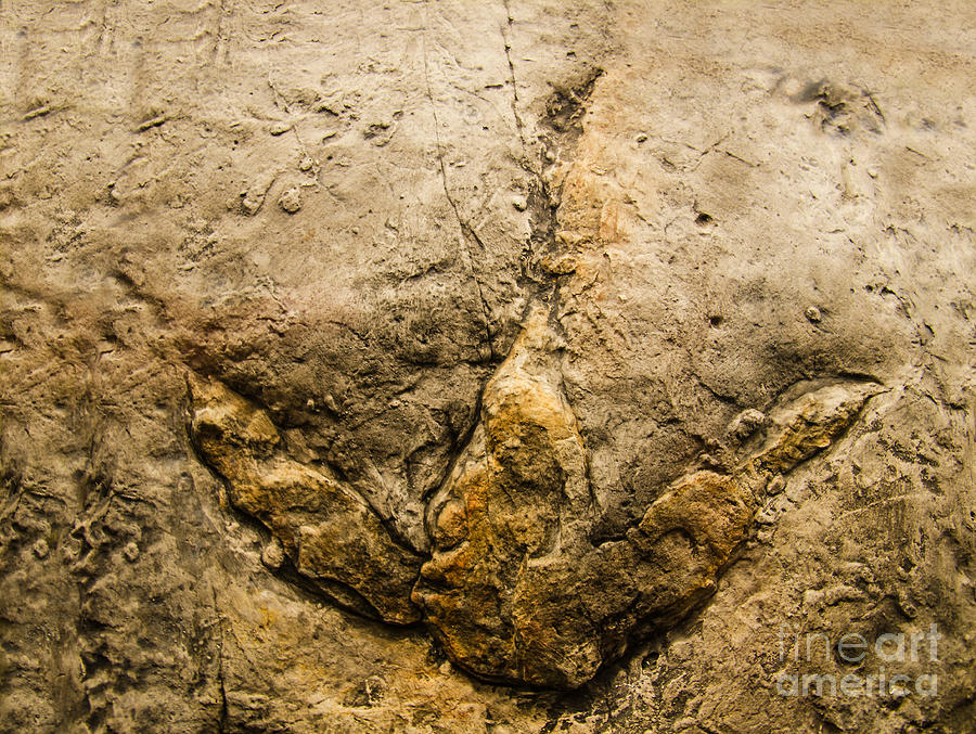 Theropod Dinosaur Footprint Photograph by Millard H. Sharp