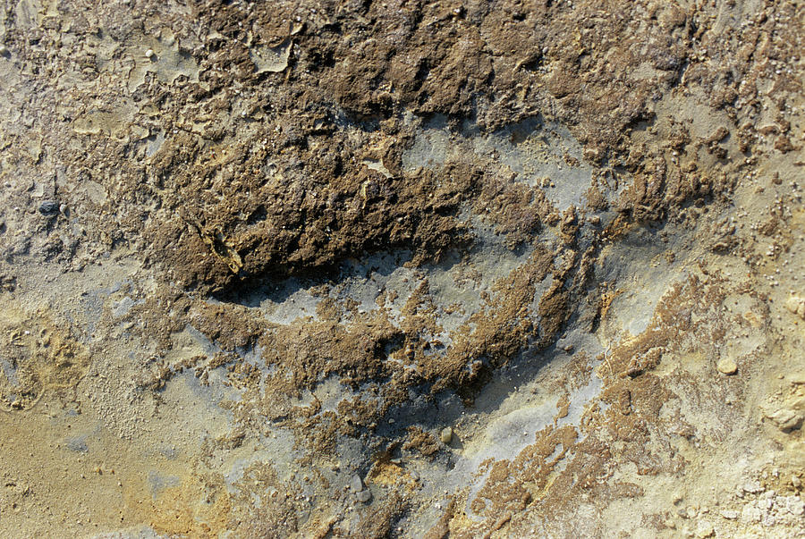 theropod footprint