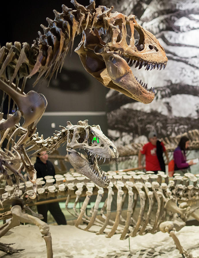 Theropod Dinosaur Fossils Display Photograph by Jim West