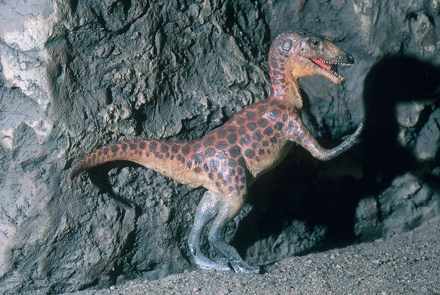 Theropod Dinosaur Photograph by Gary Retherford