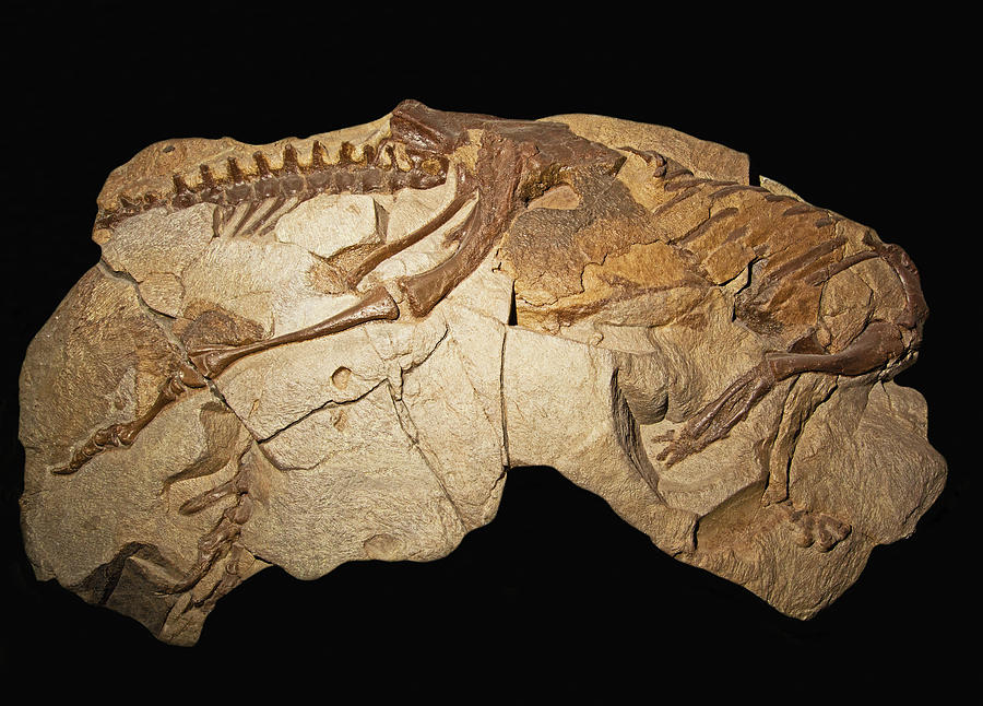 Thescelosaurus Dinosaur Fossil Photograph by Millard H. Sharp - Fine ...