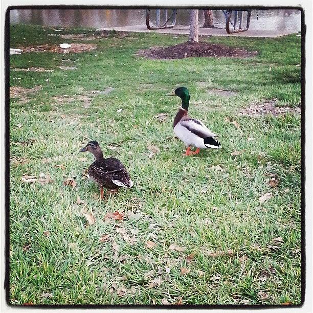 Summer Photograph - These 2 Ducks Were Sooo Cute Together by Lunesta Walker