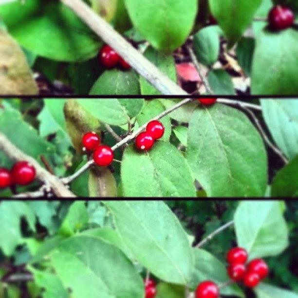 Nature Photograph - These Always Remind Me Of Holly Berries by Kimberly Speranza