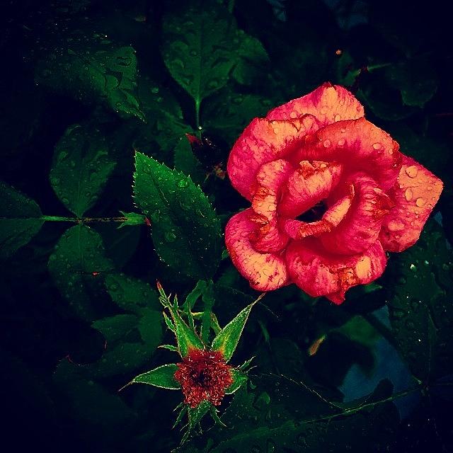 Rose Photograph - Rose Water by Merideth Bray