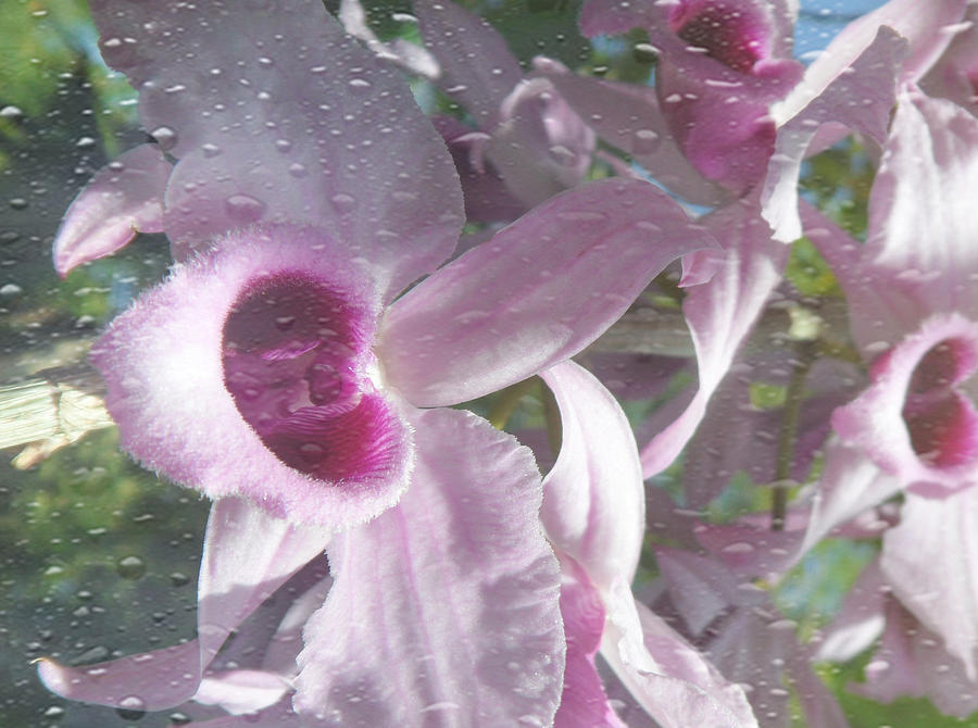 These Orchids in the Rain Photograph by Xueyin Chen