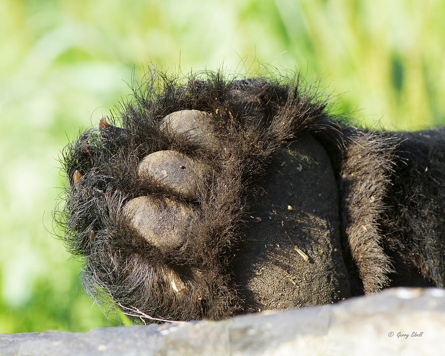 These Paws Are Made For Walkin Photograph by Gerry Sibell