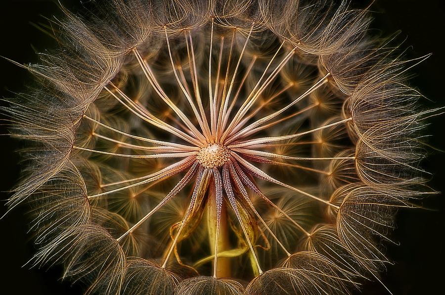 Abstract Photograph - These pods light up just dandy. by Jeff S PhotoArt