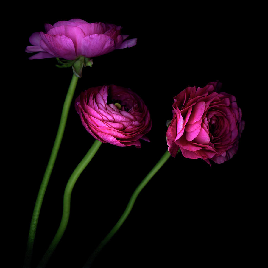 These Three Hot Pink Ranunculus Photograph by Photograph By Magda Indigo