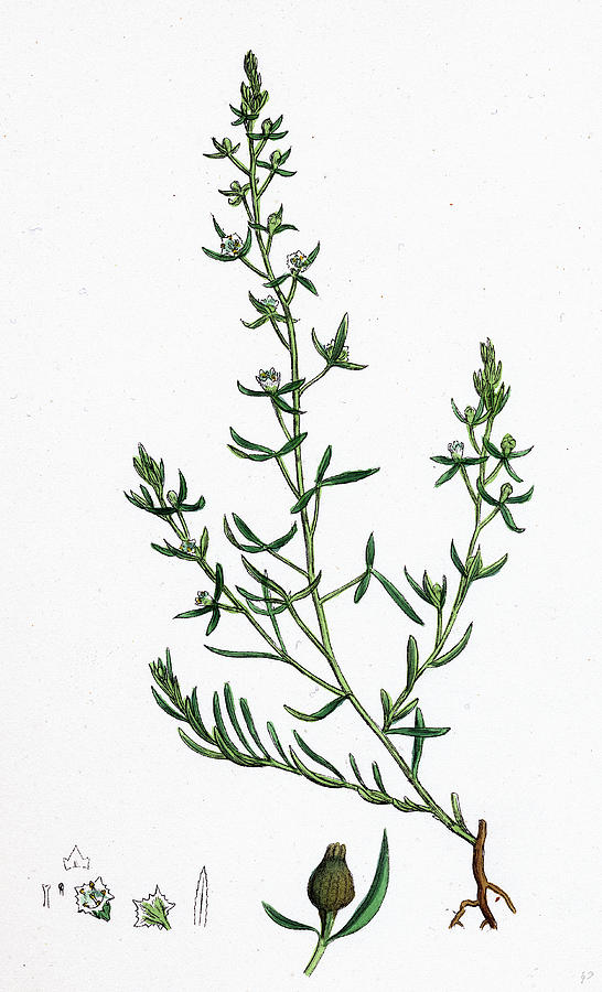 Thesium Humifusum Bastard Toadflax Drawing By English School