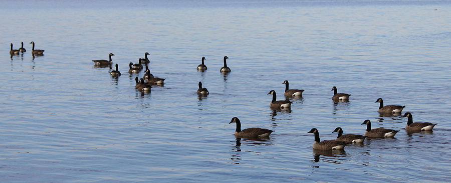 They Are Swimming Photograph By Carolyn Ricks - Fine Art America