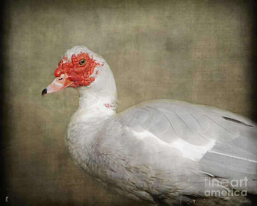 They Call Me A Redhead - Muscovy Duck Photograph by Jai Johnson