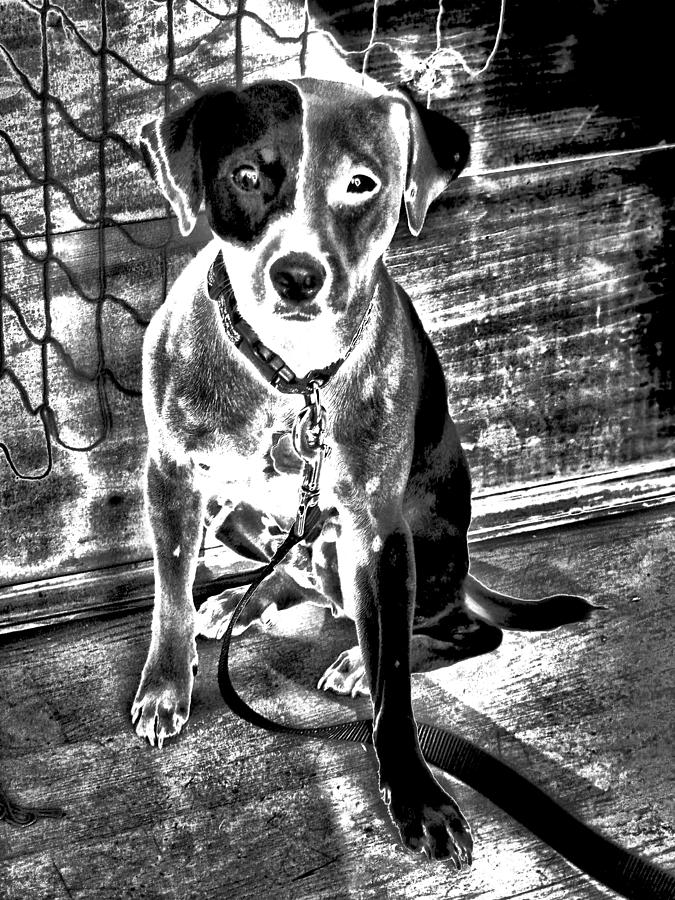 Dog Photograph - They Call Me J.R. by Robert McCubbin