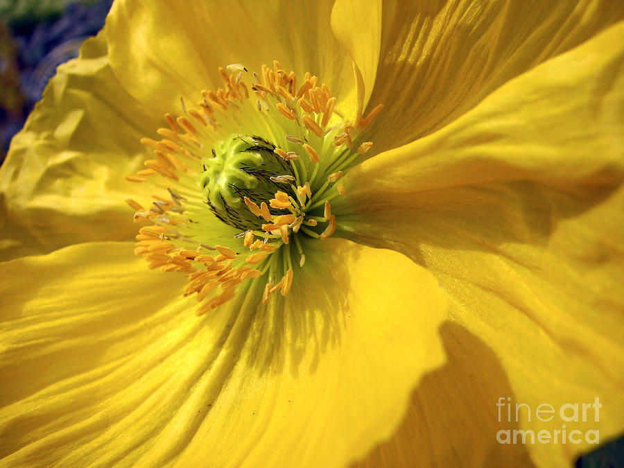 They Call Me Mellow Yellow Photograph by Chris Anderson