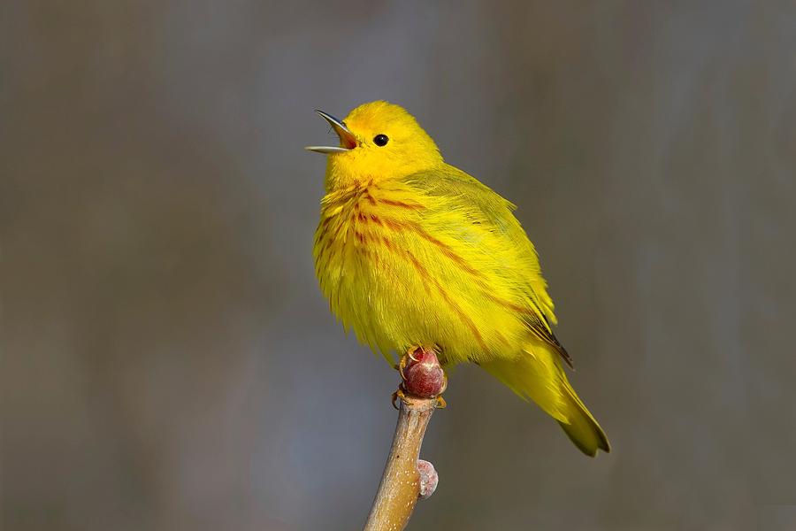 Warbler Photograph - They Call Me Mellow Yellow by John Absher