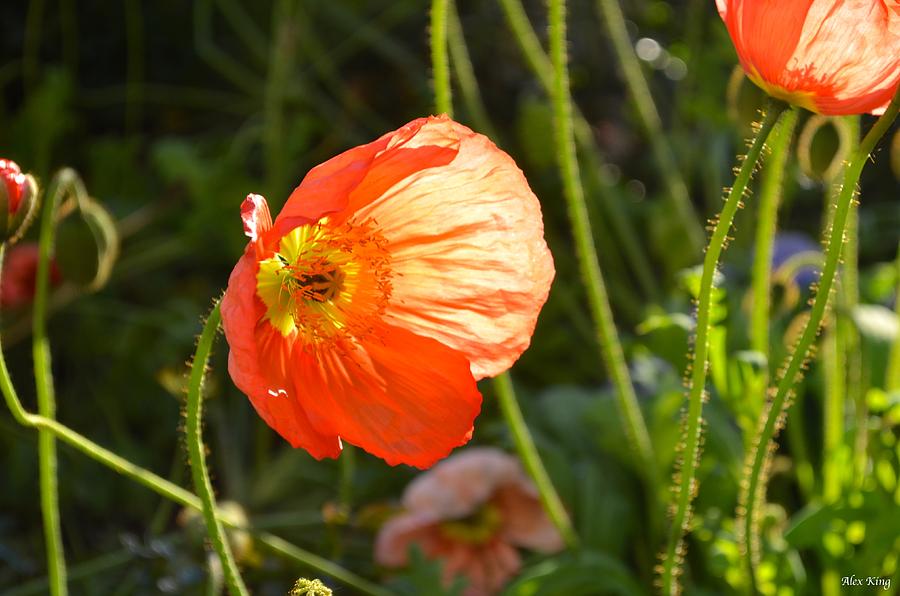 Sunlight Through the Poppy Photograph by Alex King