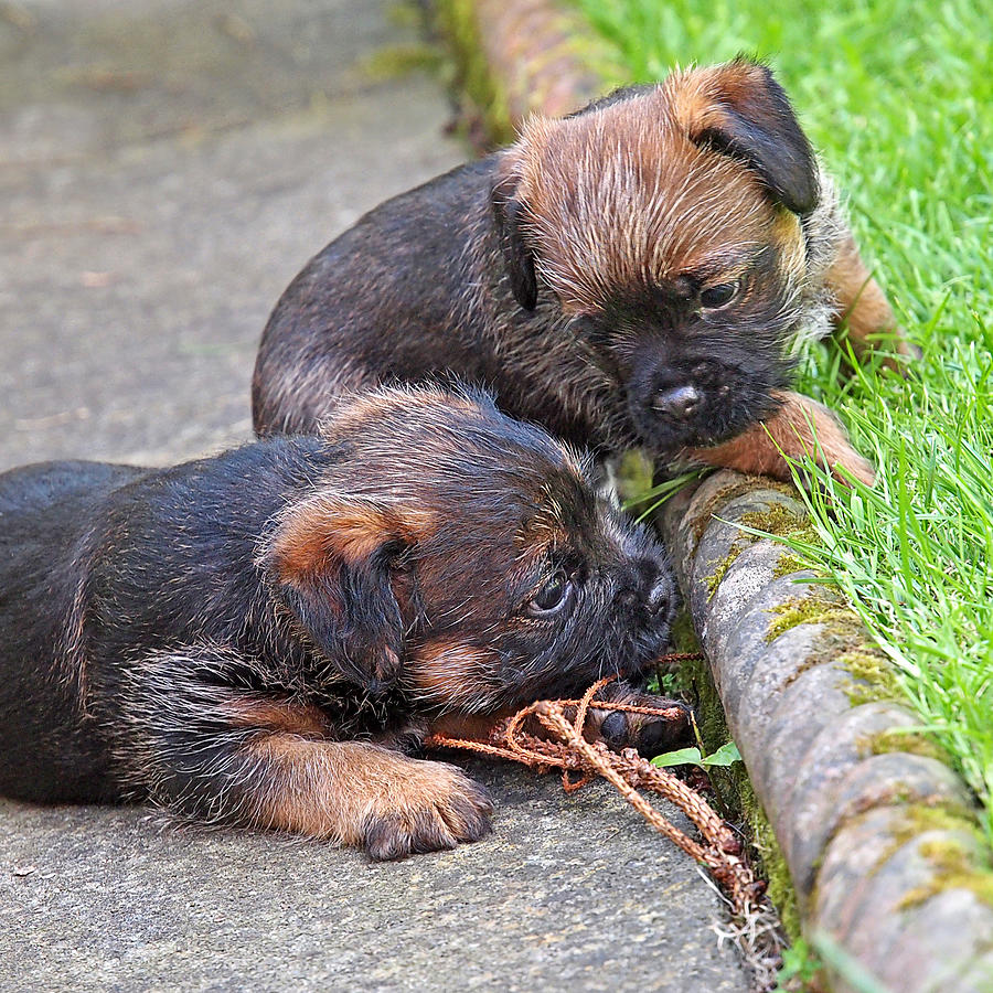 They Can Still See You - Border Terrier Puppies Photograph by Gill Billington