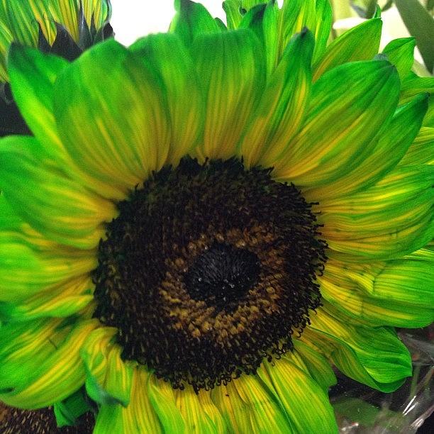 Sunflowers Photograph - They Had #green Ones As Well by Sandra Bilokonsky