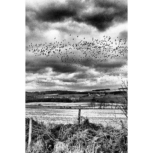 Geese Photograph - They Took Flight And The Sky Was Filled by Vhairi Walker