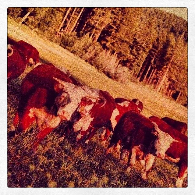 Cow Photograph - They Used To Graze Cattle Here In by Marguerite Spieker