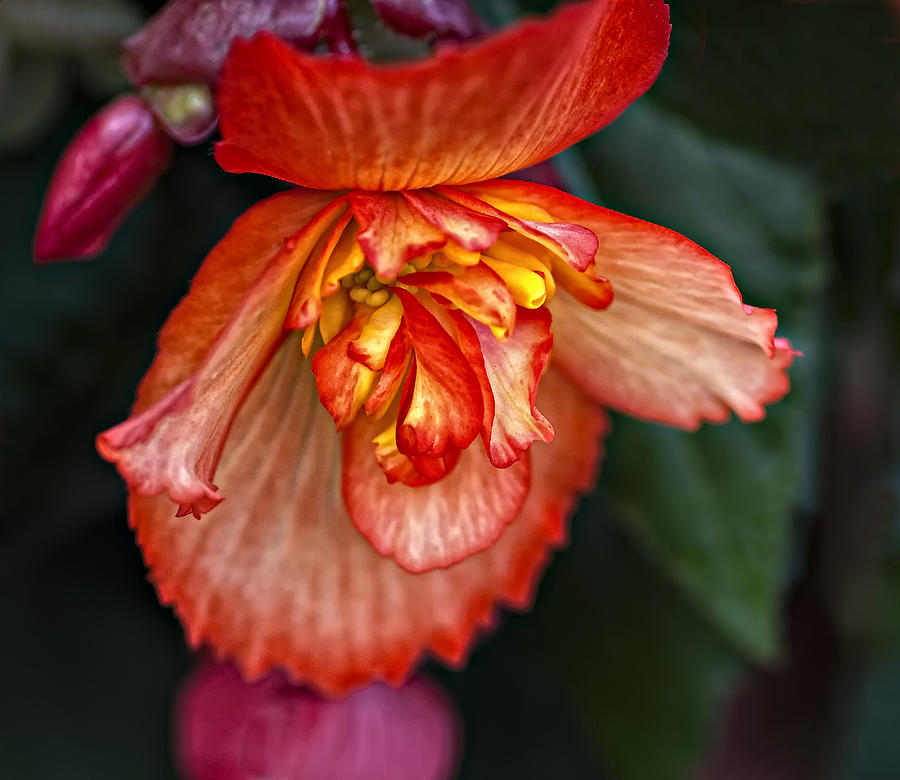 Flowers Still Life Photograph - Thhpppp by Steve Harrington