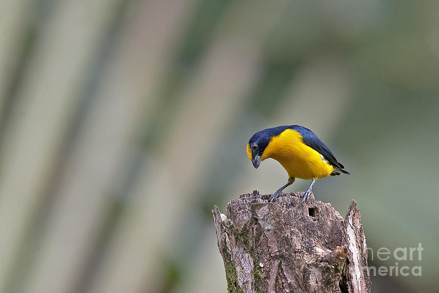 Thick-billed Euphonia Photograph by Jean-Luc Baron