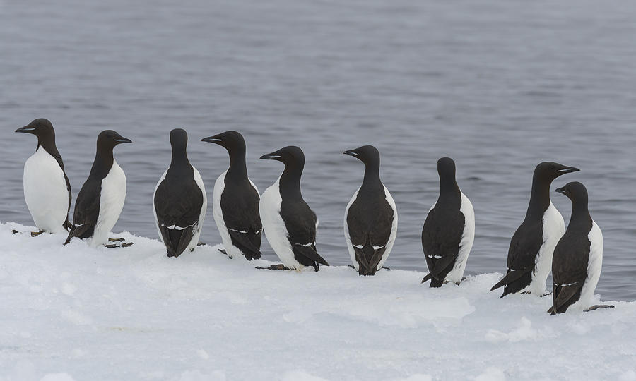 Thick-billed Murres Photograph by John Shaw