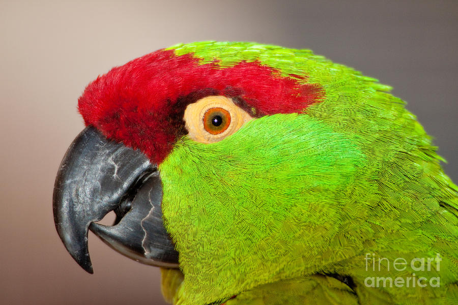 Thick-billed Parrot Photograph by CK Lorenz