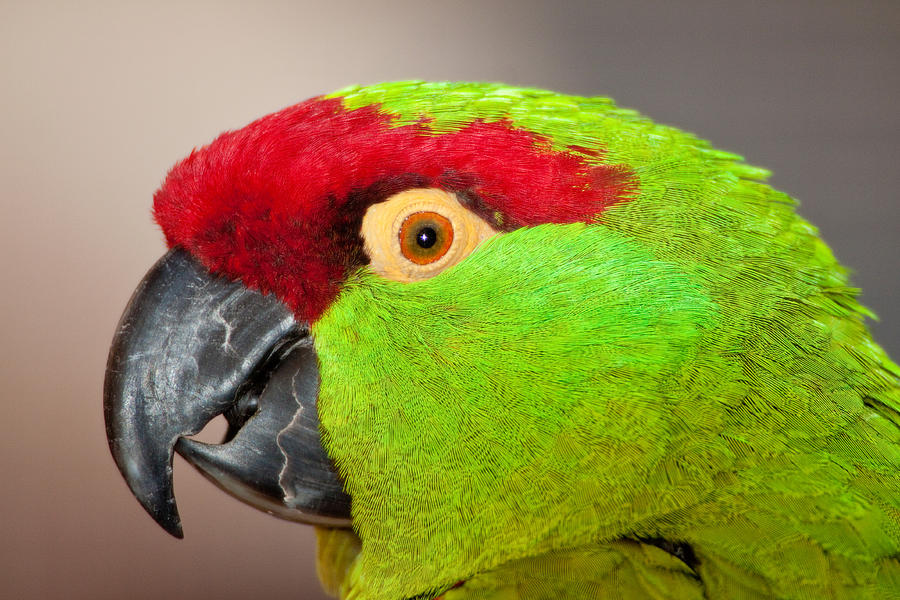 Thick-billed Parrot Photograph by Craig K. Lorenz