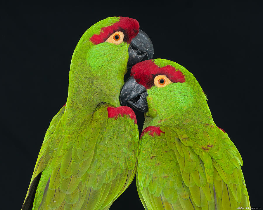 Thick-billed Parrot Pair Photograph by Avian Resources